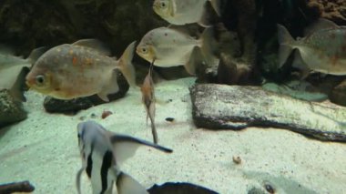 Akvaryumda tuzlu su balığı.