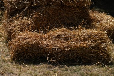 Eski ekipmanlarla tahıl hasat ve işleme