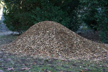 Ağaç kabuğu kabuk bağlar ve ağacı düşmanlardan korur.