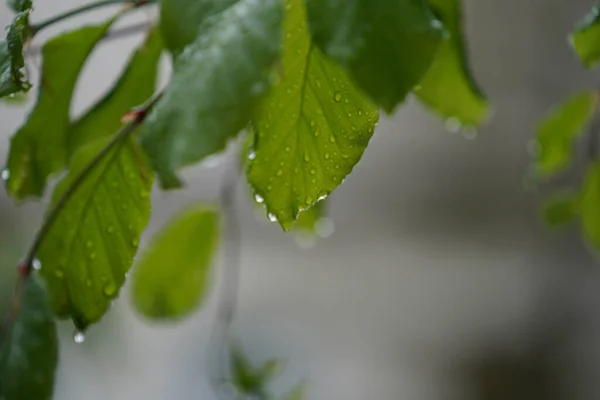 녹색의 낙엽수 — 스톡 사진