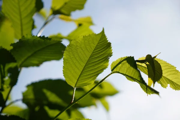 緑豊かな緑の落葉樹の葉 — ストック写真