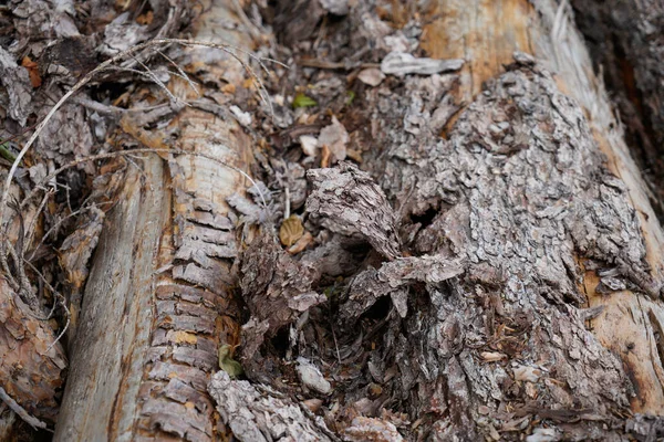 나무껍질은 나무껍질이며 껍질을 벗기고 나무를 적들로부터 — 스톡 사진