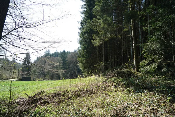 Stock image Forest dieback caused by the climate crisis is hitting the forests in Germany and Bavaria very hard