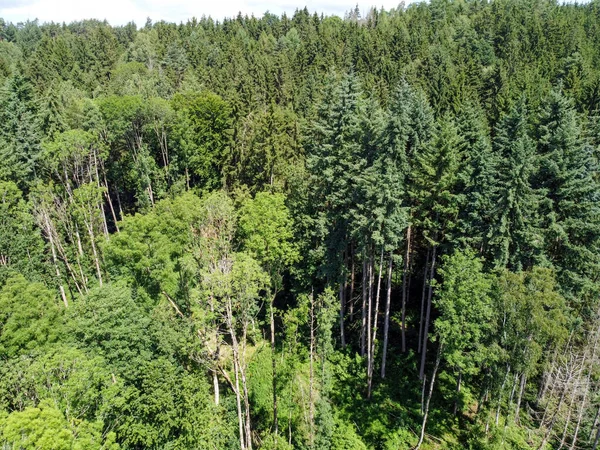 Umieranie Lasów Spowodowane Kryzysem Klimatycznym Bardzo Mocno Uderza Lasy Niemczech — Zdjęcie stockowe