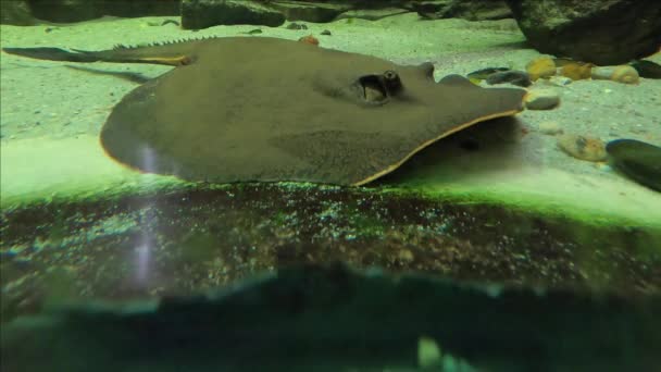 水族館の海水魚線及びテトラ — ストック動画