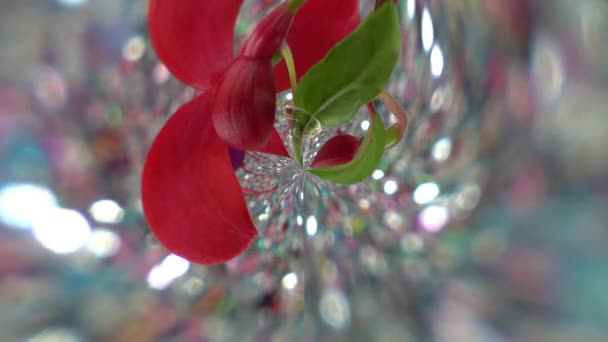 蒲公英的编辑和扭曲是黄昏的报春花植物 — 图库视频影像