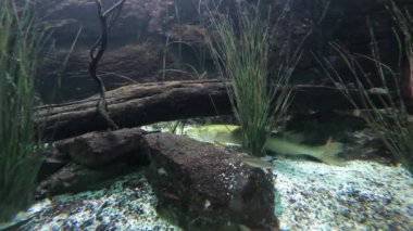 Tuna Nehri 'nde de tatlı su balıkları var.