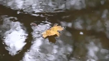 Akçaağaç yaprağı sakin sularda yüzer.