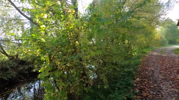 緑の葉と青い空と木々が風に揺れる — ストック動画