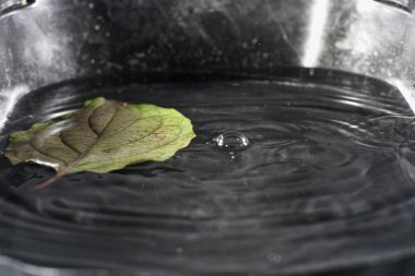 Yapraklı ağaçların yaprakları yemyeşil