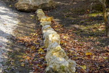 Yapraklı ağaçların yaprakları yemyeşil