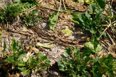 Tarlada hasat öncesi tarlada tahıl