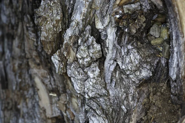 Кора Дерева Кора Баст Защищает Дерево Врагов — стоковое фото