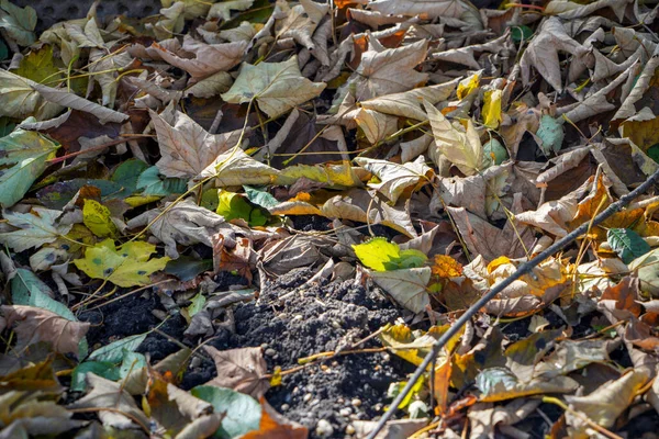 녹색의 낙엽수 — 스톡 사진