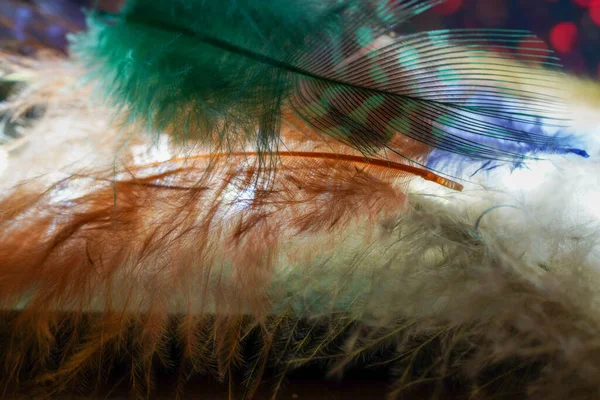 Fågelfjäder Som Bakgrundsbild Med Hel Del Ljusa Färger Och Struktur — Stockfoto