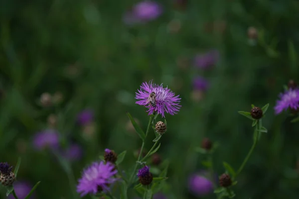 Fiore Fotografato Nel Giardino Locale Baviera — Foto Stock