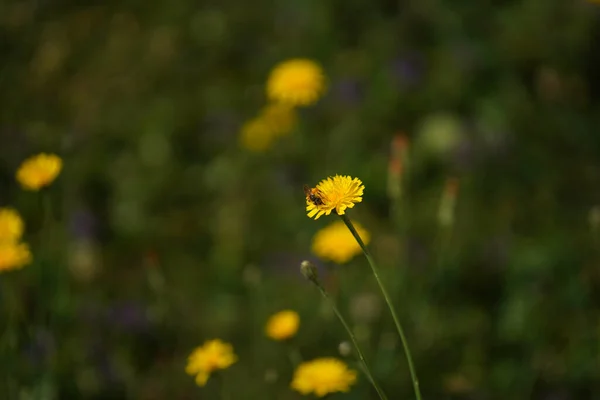 Квітка Зроблена Місцевому Саду Баварії — стокове фото