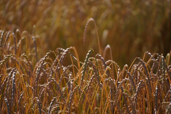 Зерно Поле Перед Сбором Урожая Сельском Хозяйстве — стоковое фото