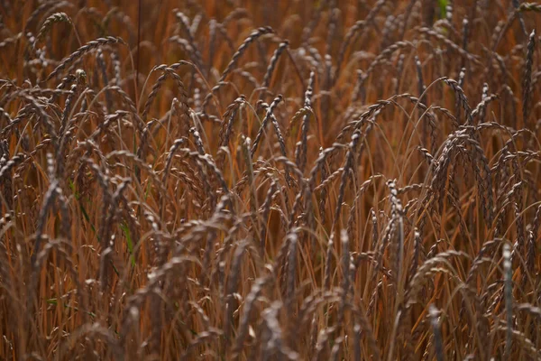 Зерно Поле Перед Сбором Урожая Сельском Хозяйстве — стоковое фото