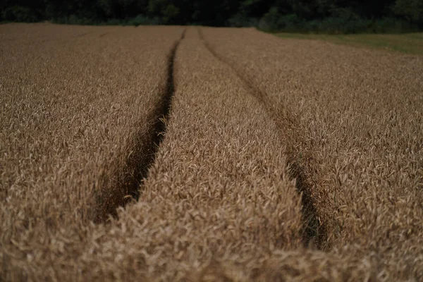Grains Field Harvest Agriculture — Stock Photo, Image