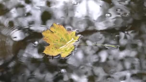 Ahornblatt Schwimmt Ruhigem Wasser — Stockvideo