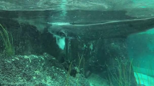 Прісноводні Риби Які Також Знаходяться Дунаї — стокове відео