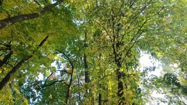 秋の緑の落葉樹 — ストック動画
