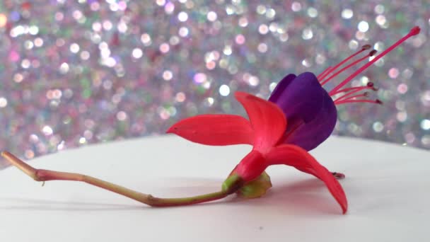 Fuchsias Akşam Çiçeğidir — Stok video