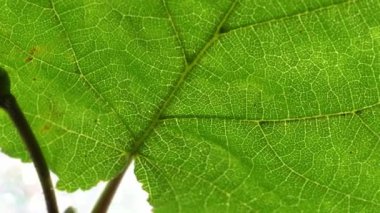 Sonbaharda yaprak döken bir ağacın yaprağı stüdyoda ayrıntılı olarak oluşturuldu.