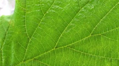 Sonbaharda yaprak döken bir ağacın yaprağı stüdyoda ayrıntılı olarak oluşturuldu.