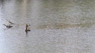 Güneşli bir günde Bavyera 'daki Tuna Nehri' nin güzel bir görüntüsü.