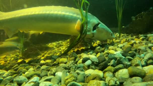 Γλυκό Νερό Ψάρια Που Βρίσκονται Επίσης Στον Ποταμό Δούναβη — Αρχείο Βίντεο