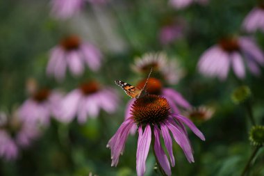 Bir sürü yeşilliği ve renkli çiçekleri olan bir çayır.