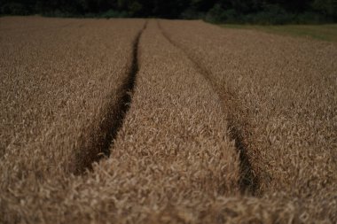 Tarlada hasat öncesi tarlada tahıl
