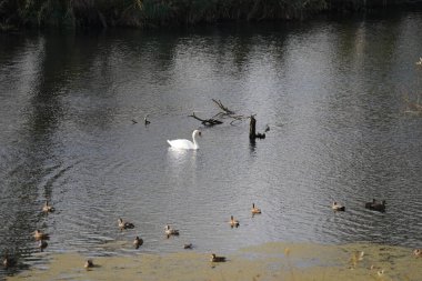 Danube nehrinde kuğu, ördek ya da karabatak gibi su kuşları