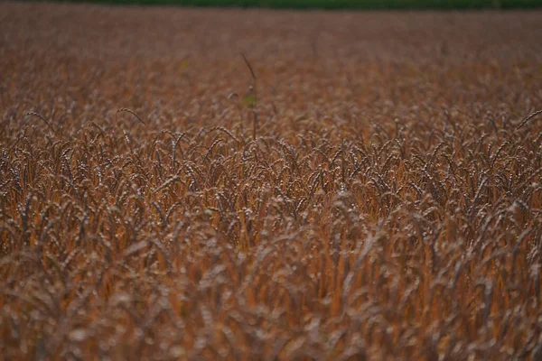 Grains Field Harvest Agriculture — Stock Photo, Image