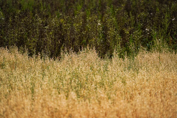 農業で収穫する前に畑で穀物 — ストック写真