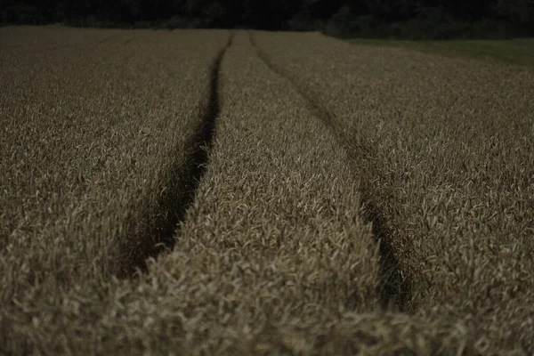 Grains Dans Les Champs Avant Récolte Agriculture — Photo