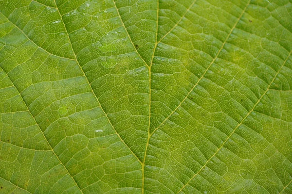 Listy Opadavého Stromu Podzim Vytvořené Detailně Studi — Stock fotografie