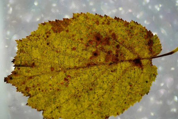 秋の落葉樹の葉を詳しく研究した — ストック写真