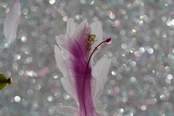 クリスマスサボテンシュルンベルゲーラ詳細ピンクの花で満開 — ストック写真