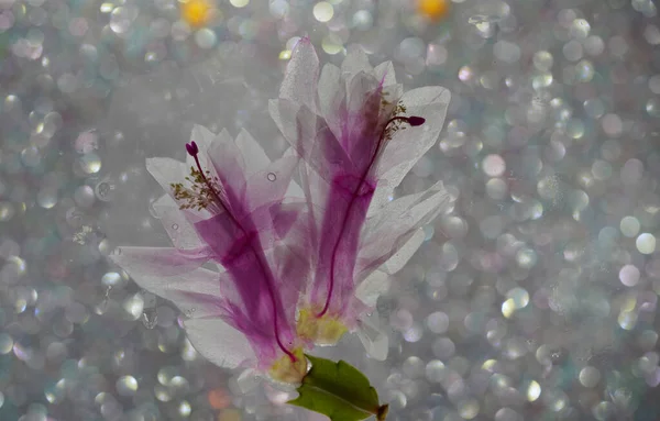 背景がぼやけているガラスのピンクの白い花 — ストック写真