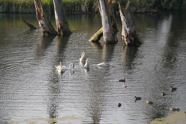 Водяная Птица Лебедь Утка Баклан Реке Данубе — стоковое фото