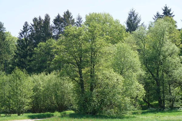 Вырубка Лесов Вызванная Климатическим Кризисом Сильно Ударяет Лесам Германии Баварии — стоковое фото