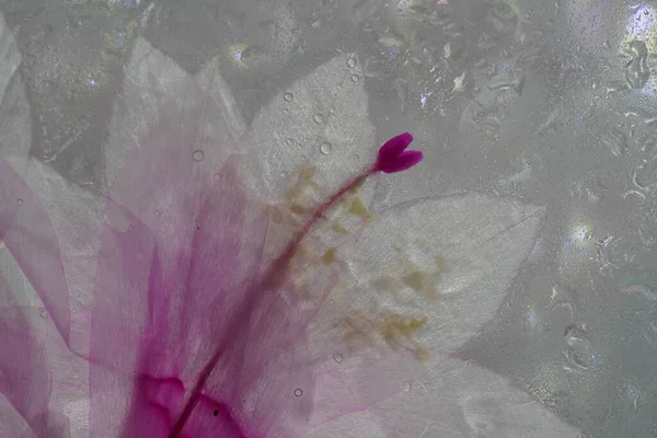 Cactus Natalizio Schlumbergera Fiore Rosa Piena Fioritura — Foto Stock