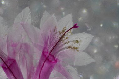 Bulanık arkaplanda cam içinde Pnik beyaz çiçekleri