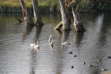 Danube nehrinde kuğu, ördek ya da karabatak gibi su kuşları