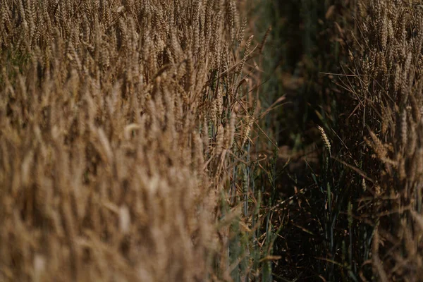 农业收获前田里的谷物 — 图库照片