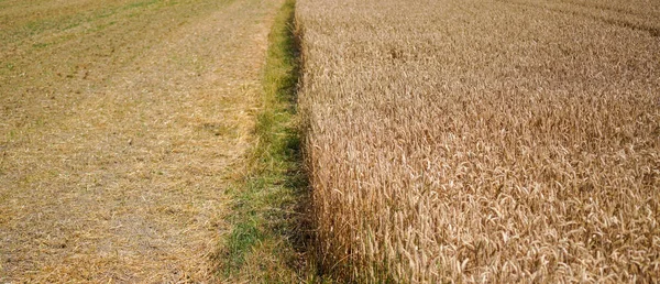 Getreide Auf Dem Feld Vor Der Ernte Der Landwirtschaft — Stockfoto