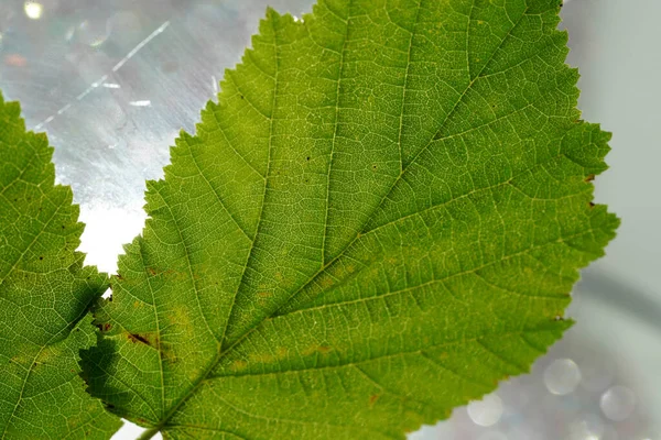 Liść Liściasty Drzewo Jesienią Stworzony Szczegółowo Badyl — Zdjęcie stockowe